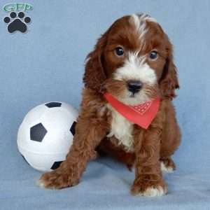 Bentley, Mini Goldendoodle Puppy